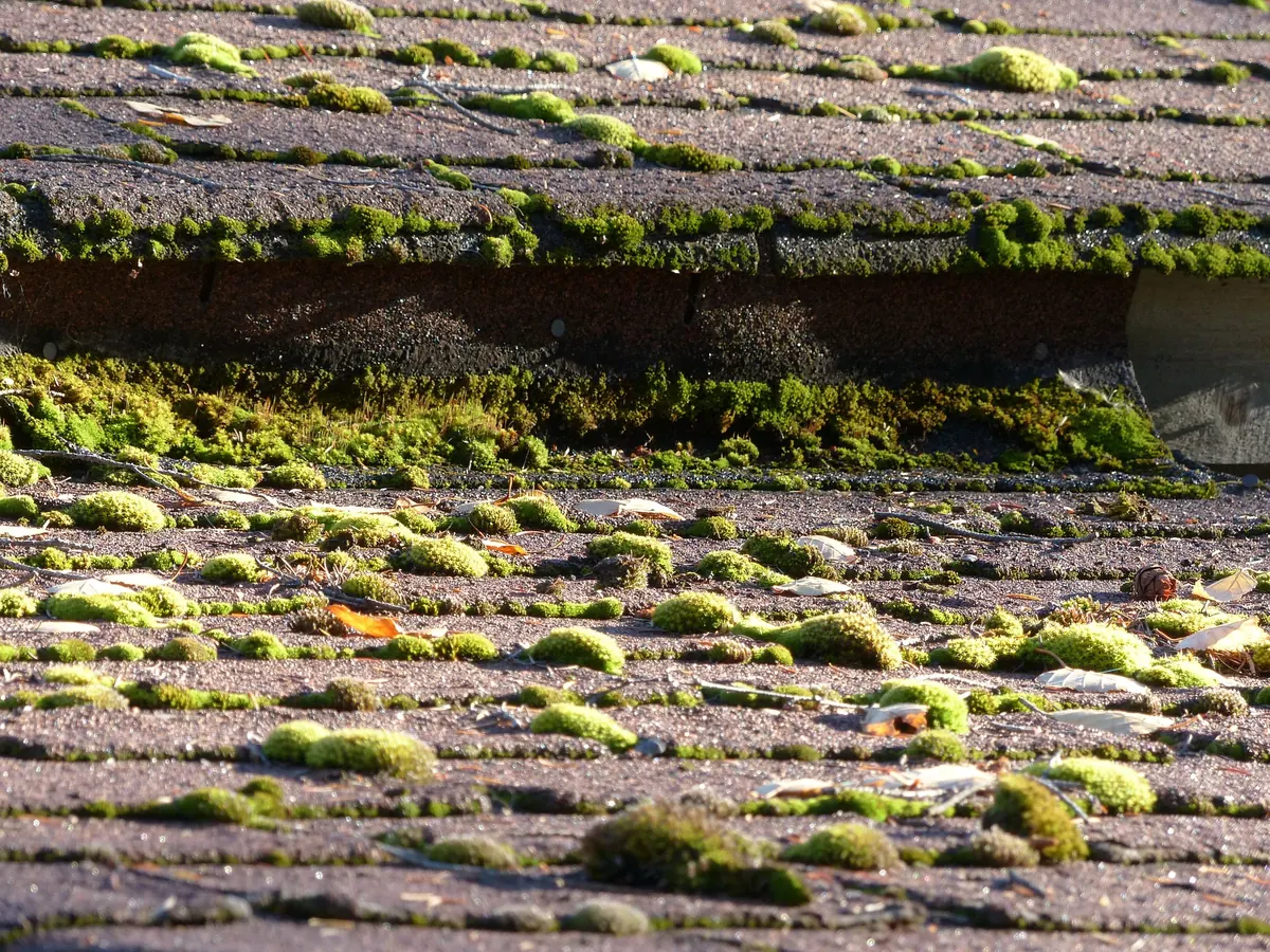 Moss Removal work by All Fix Roofing, serving Naas